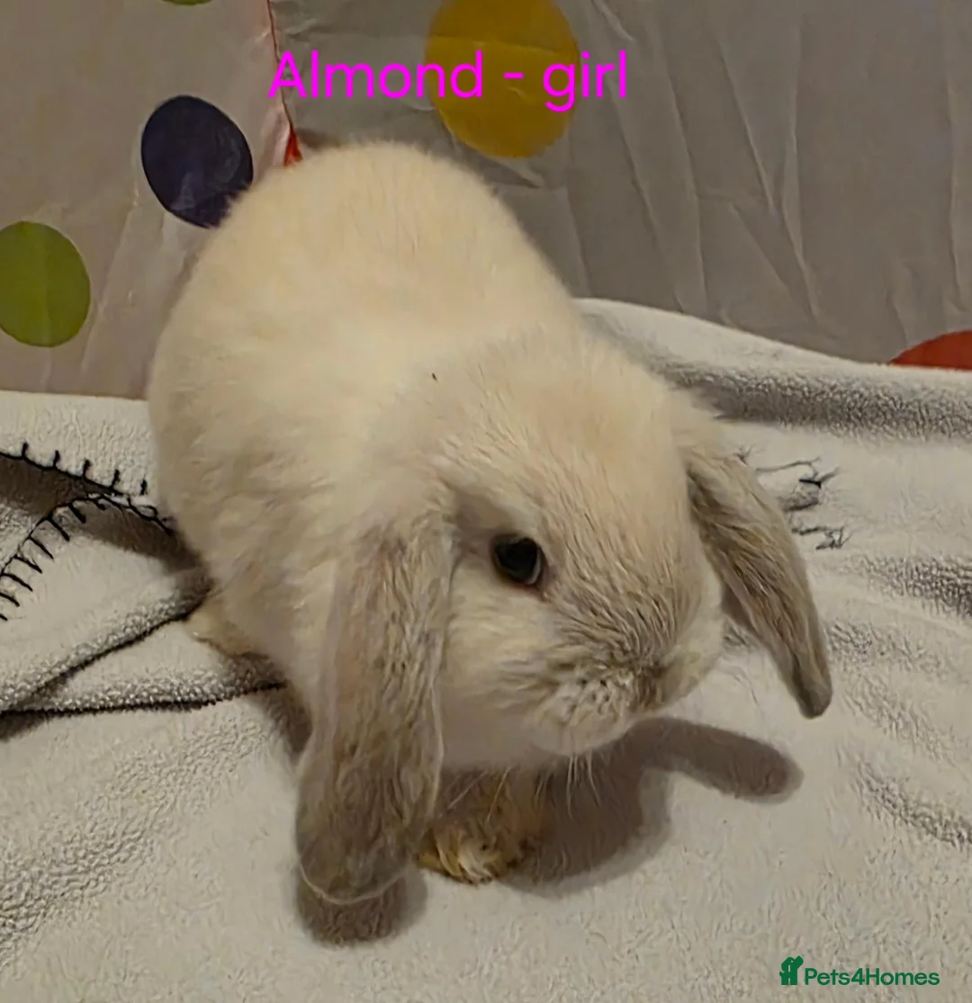 Mini Lop rabbits for sale: Mini lop babies ready now - Advert 2