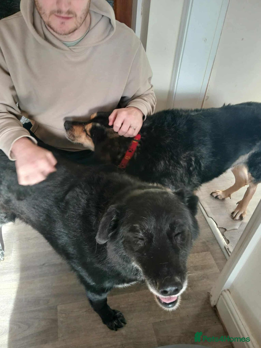 Mixed Breed dogs for adoption: 💕 Meet Rocky – The Perfect Gentleman 💕 - Advert 3