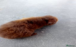 Guinea Pig rodents for sale:  1 Baby male teddy bear guinea pig  - Image 1