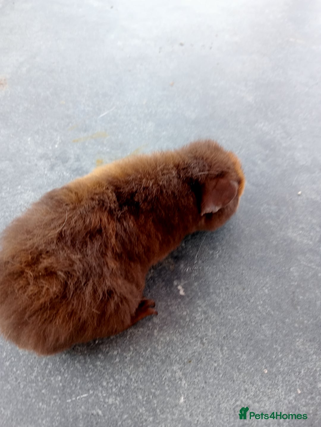 Guinea Pig rodents for sale:  1 Baby male teddy bear guinea pig  - Image 1