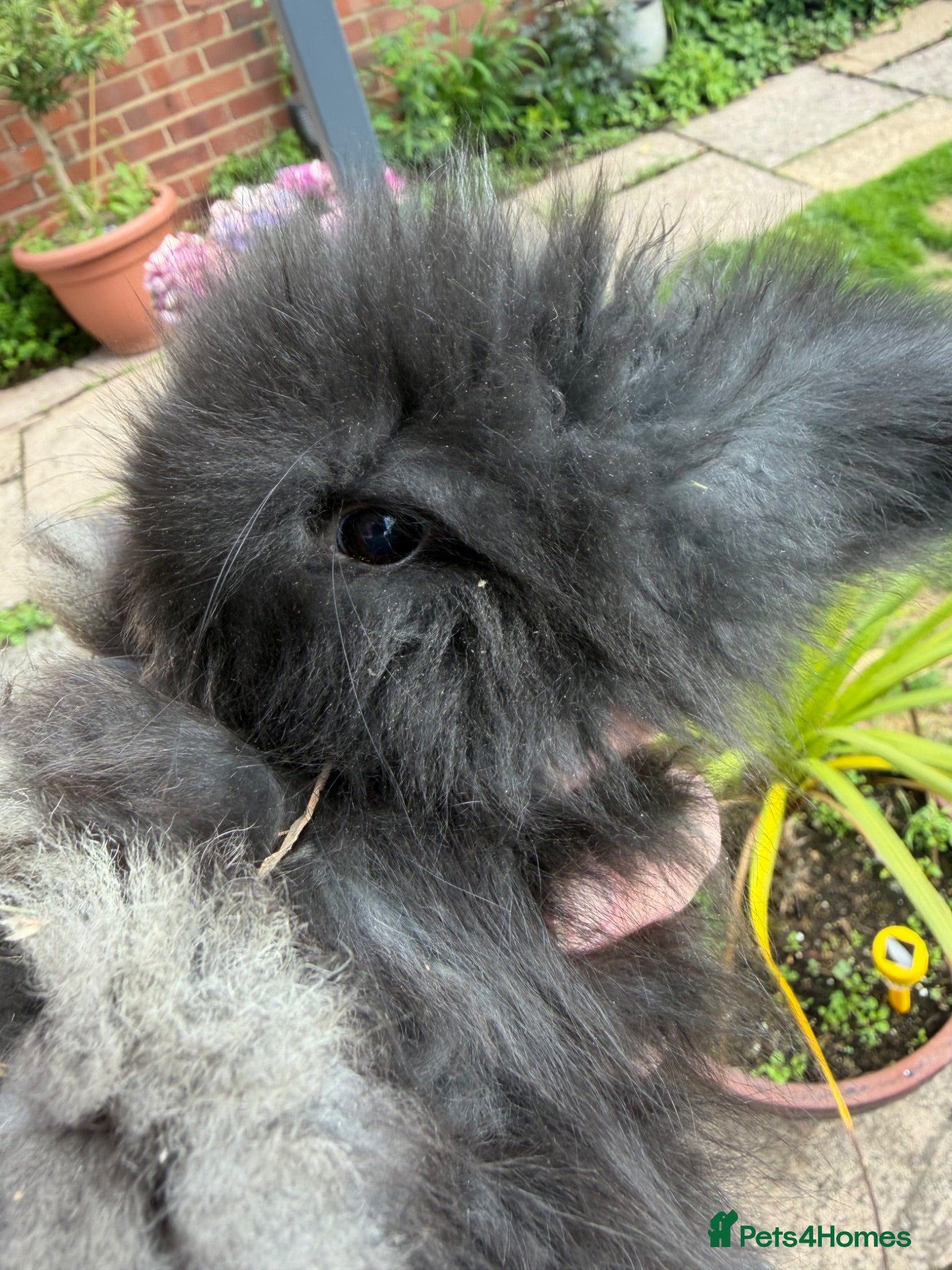Angora rabbits Angora buns - Advert 2