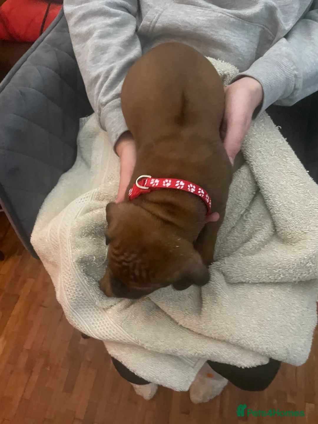 Rhodesian Ridgeback dogs for sale: Beautiful Rhodesian Ridgeback pups - Advert 4