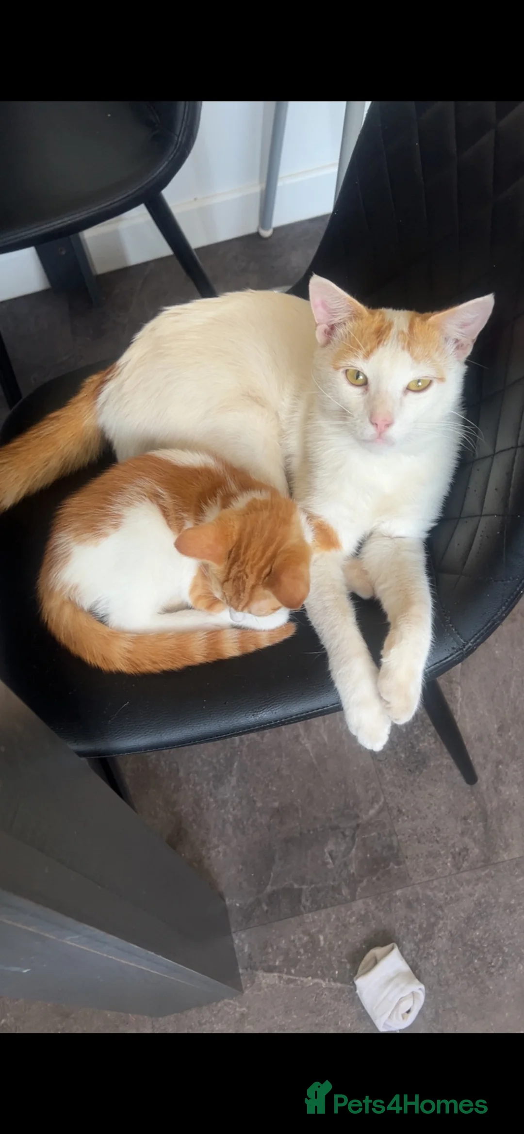 Mixed Breed cats for sale: 3 cats in Watchet - Advert 3