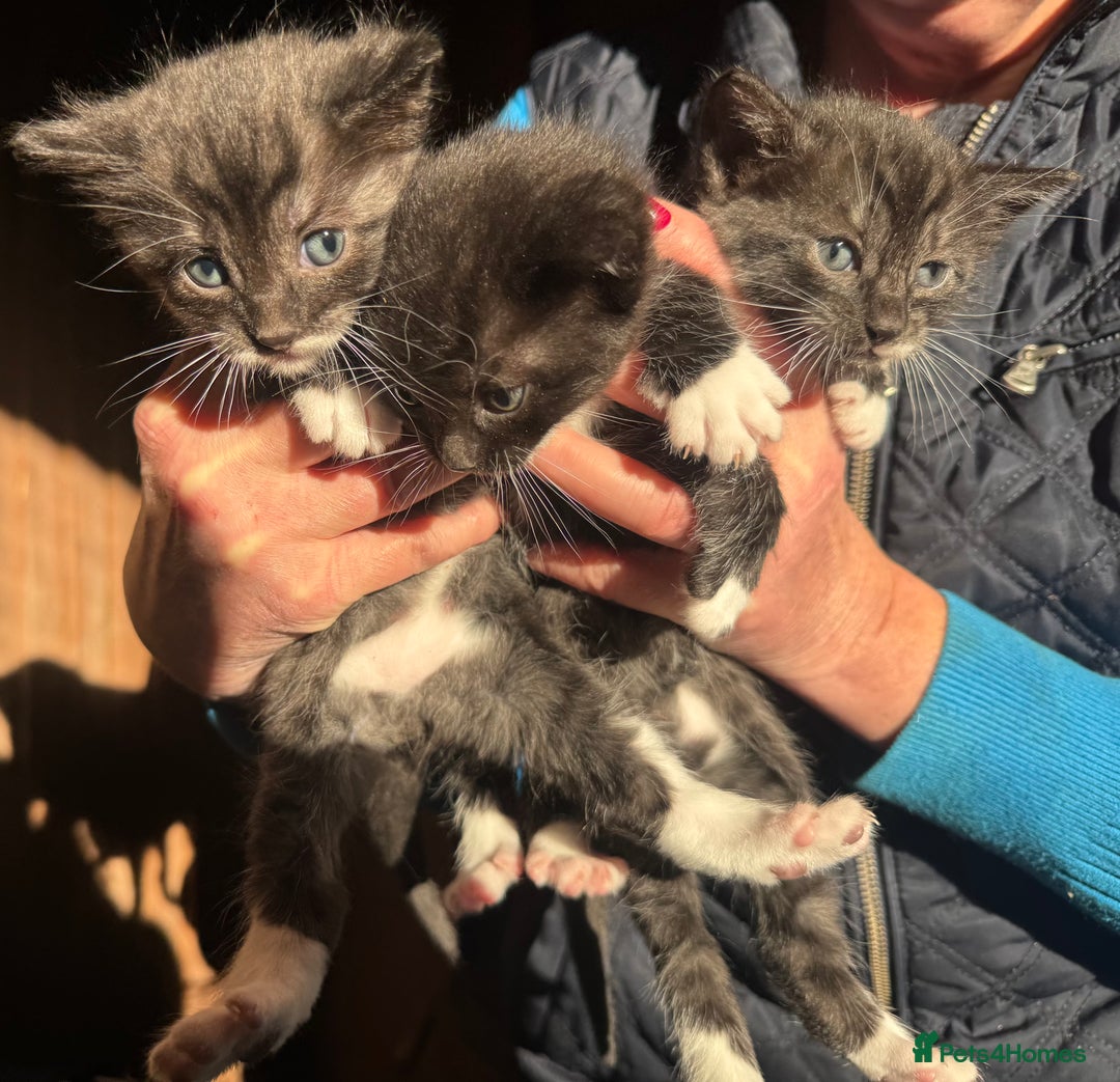 Savannah cats for sale: Beautiful 50% Savannah Kittens  - Advert 7