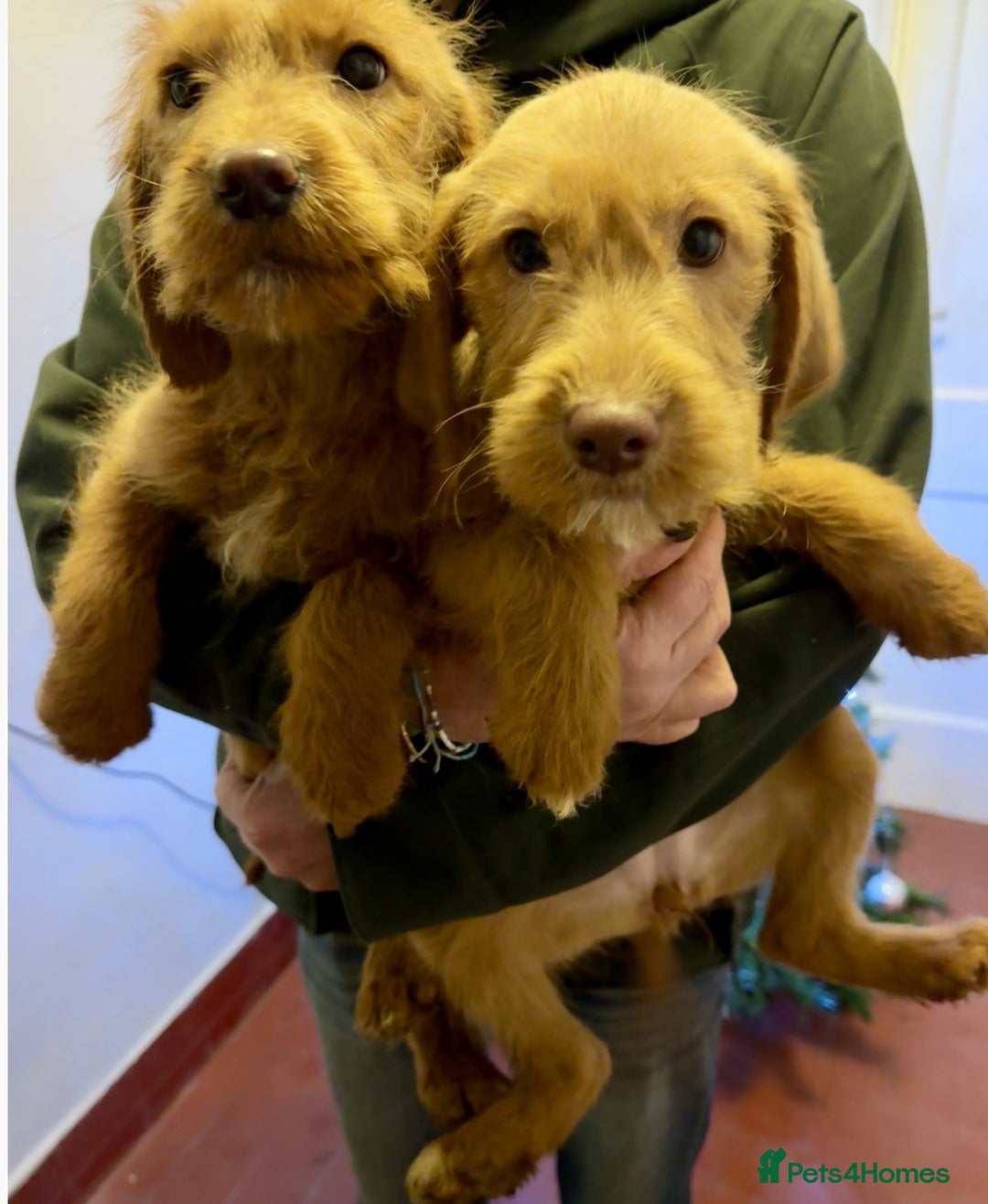 Labradoodle dogs for sale: 5* Fully Vaccinated Australian Labradoodle x Lab - Advert 28