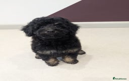 Miniature Poodle dogs for sale: 4 Beautiful Miniature Poodle puppies  in Skelmersdale - Image 7