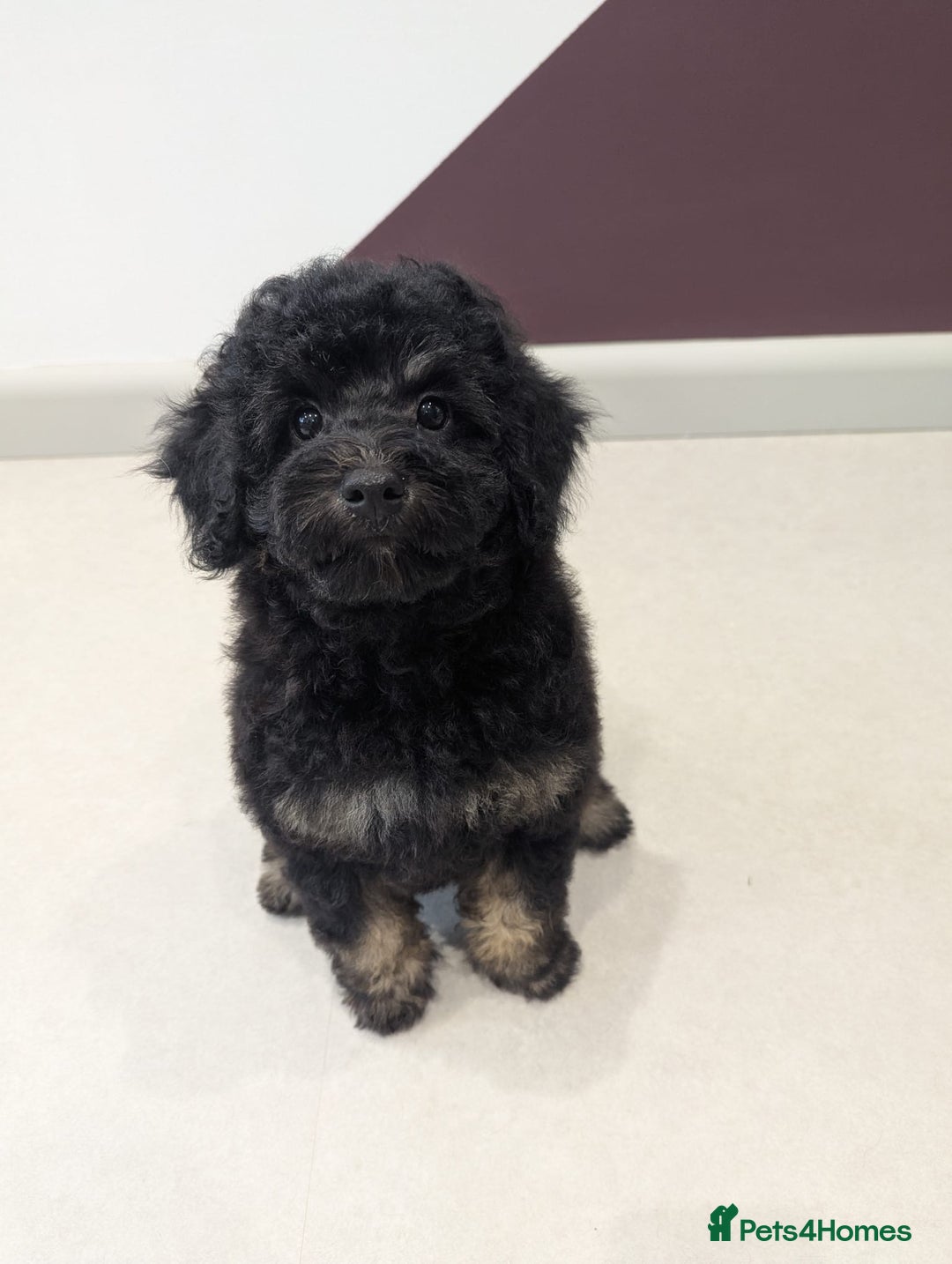 Miniature Poodle dogs for sale: 4 Beautiful Miniature Poodle puppies  in Skelmersdale - Image 7