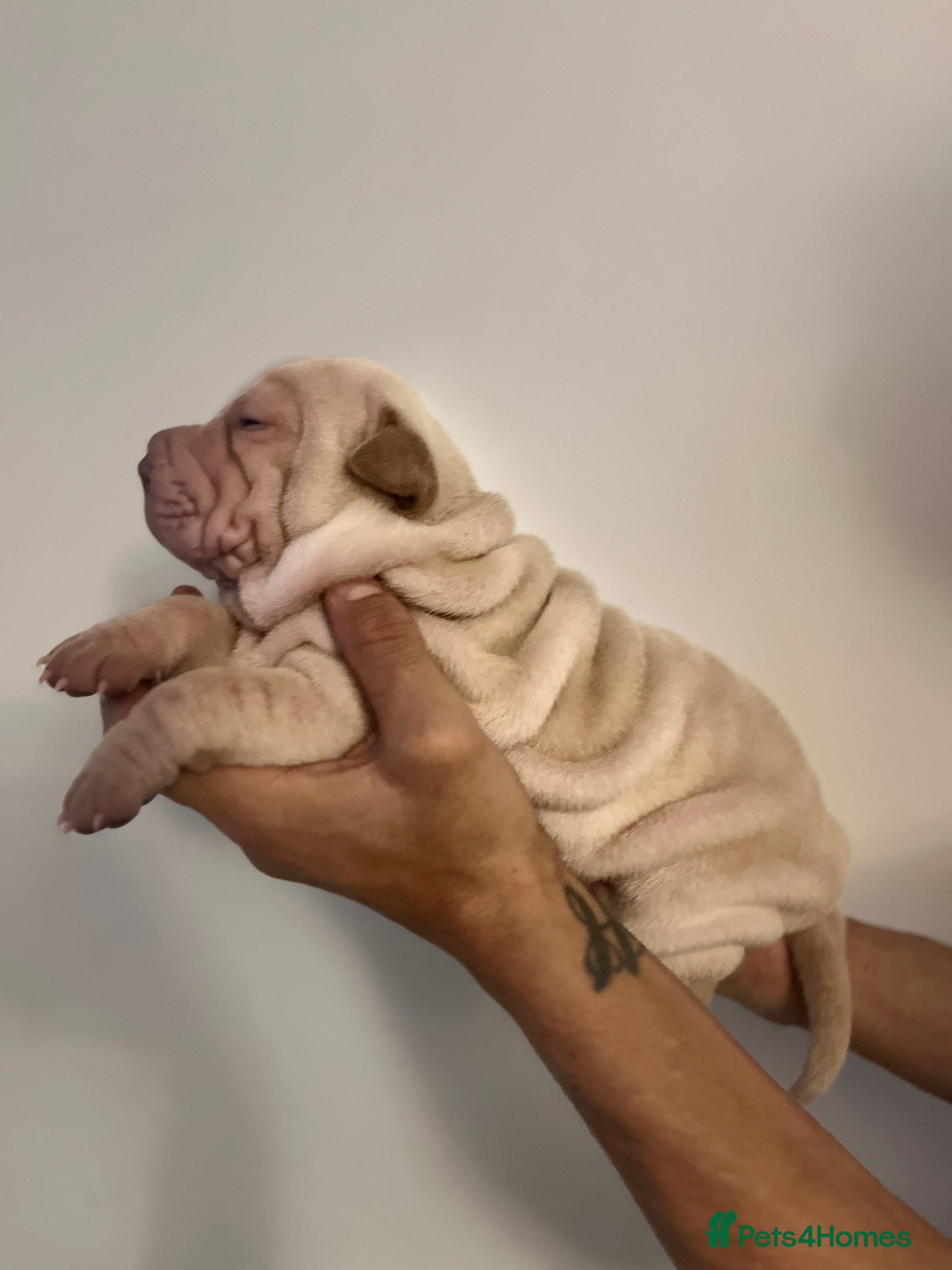 Shar Pei dogs Shar-pei Puppies - Advert 3