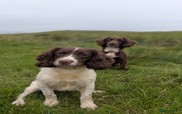 Sprocker dogs for sale: 🐶✨ F2 Sprocker Puppies – Growing Beautifully! ✨🐶 - Image 7
