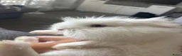 Lionhead rabbits for sale: 4 month old female lionhead  - Advert 3