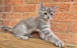 Maine Coon cats for sale: Beautiful Maine Coon kittens - Image 15