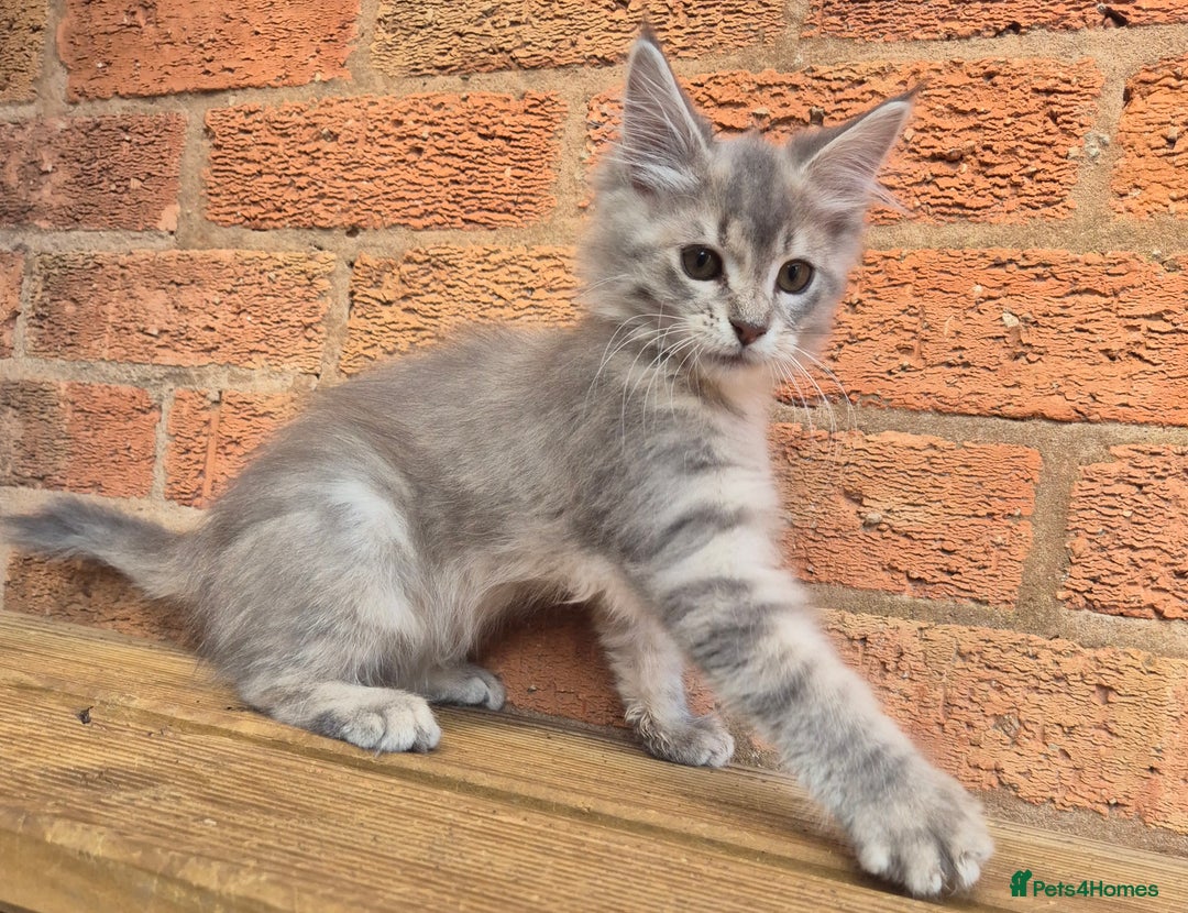 Maine Coon cats for sale: Beautiful Maine Coon kittens - Image 15