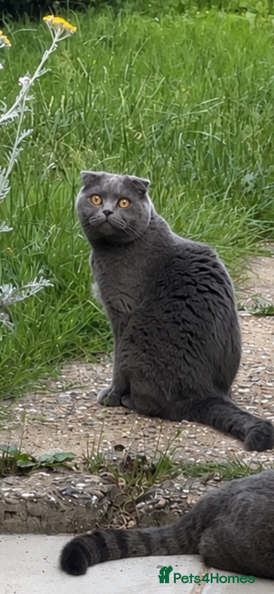 Scottish Fold cats Scottish Fold for rehoming - Advert 13