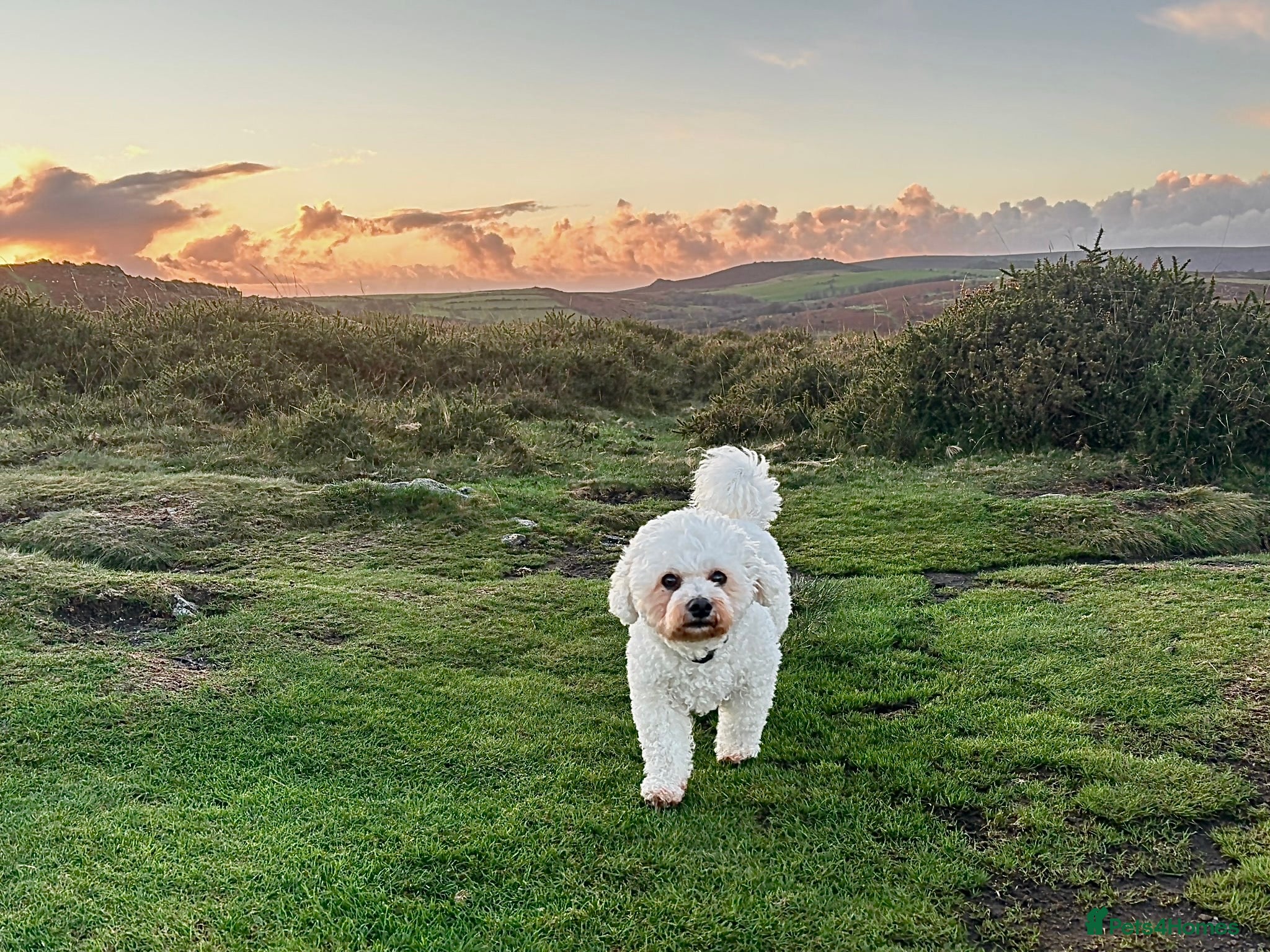 Bichon Frise dogs 12 year bichon for sale  - Advert 3