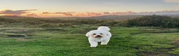 Bichon Frise dogs for sale: 12 year bichon for sale  in Paignton - Advert 1