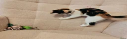 Mixed Breed cats for sale: 4 Loving kittens for sale  - Advert 7