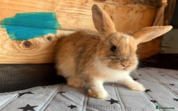 Mixed Breed rabbits for sale: 2 baby bunnies ready for new homes - Image 2