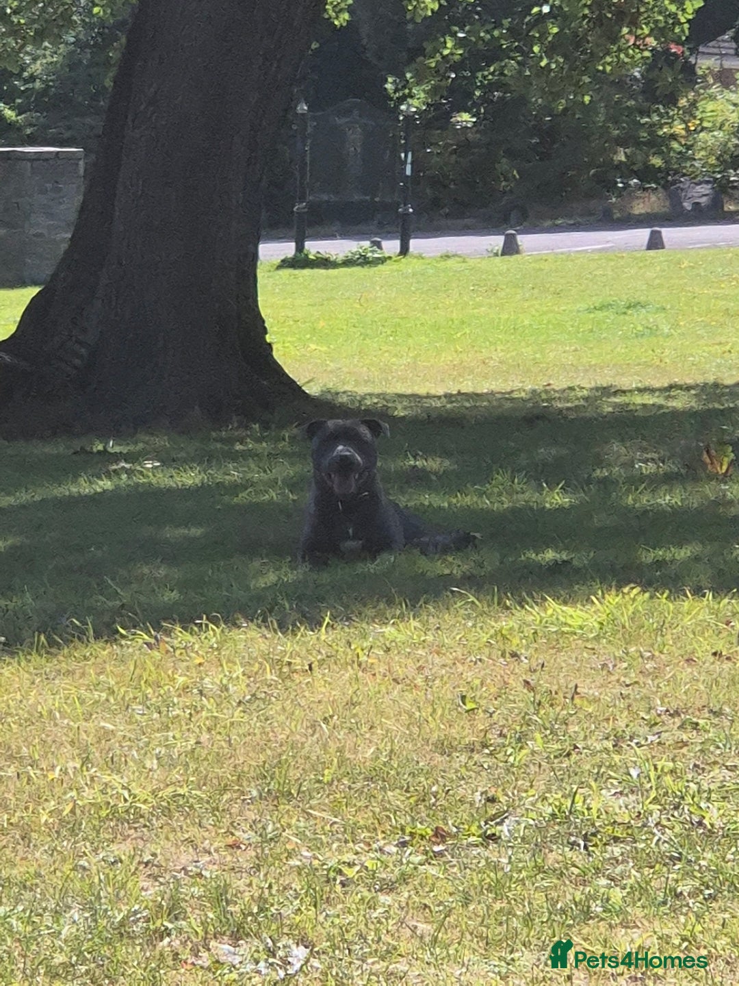 Staffordshire Bull Terrier dogs for stud: Staffordshire Bull Terrier for Stud - Image 3