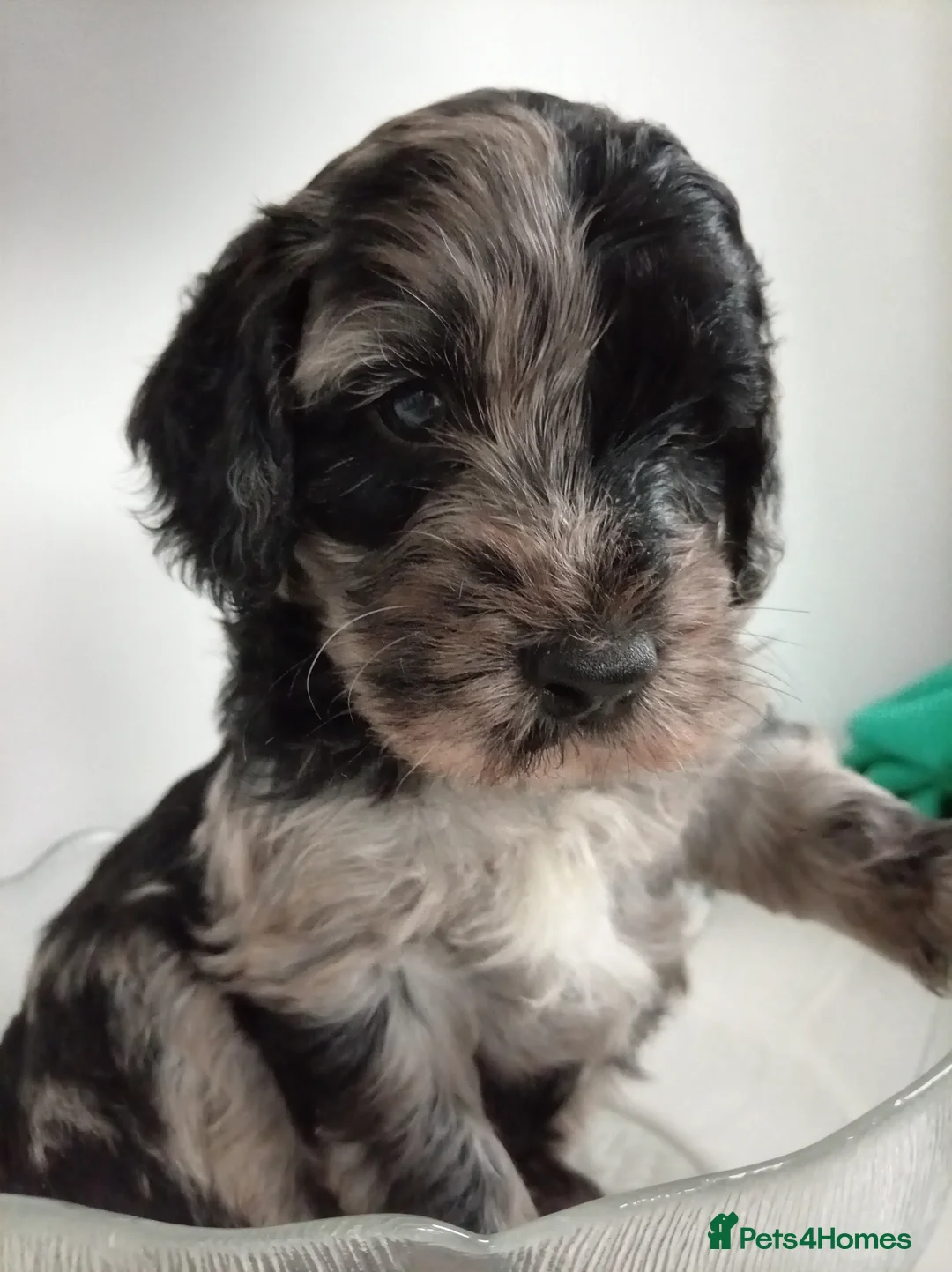 Mini Goldendoodle dogs for sale: Miniature F1B Goldendoodle  - Advert 1
