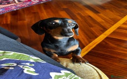 Dachshund dogs for stud: Malcolm - Image 2