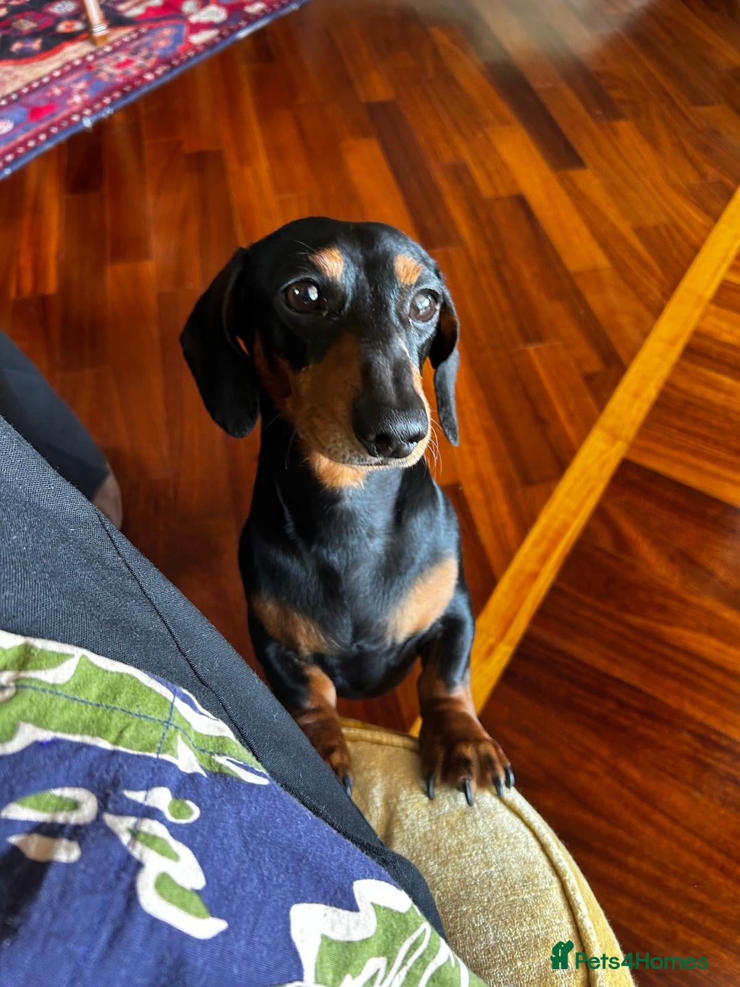Dachshund dogs for stud: Malcolm - Image 2