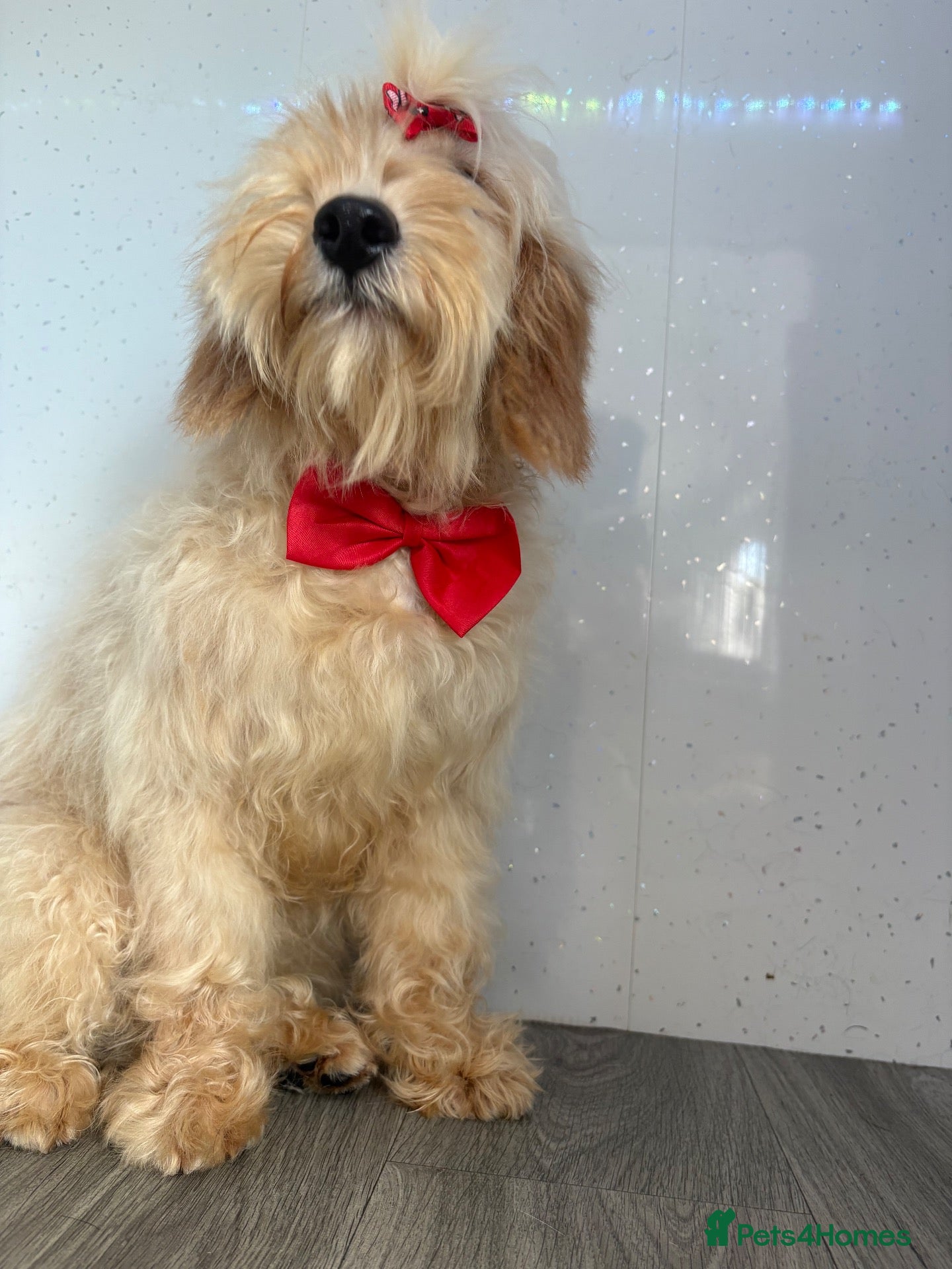 Cockapoo dogs Lilly - Advert 1