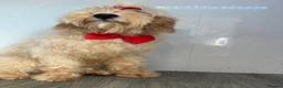 Cockapoo dogs for sale: Lilly - Advert 1