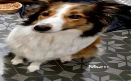 Mixed Breed dogs for sale: Beautiful three quarter Rough collie puppies  - Image 9
