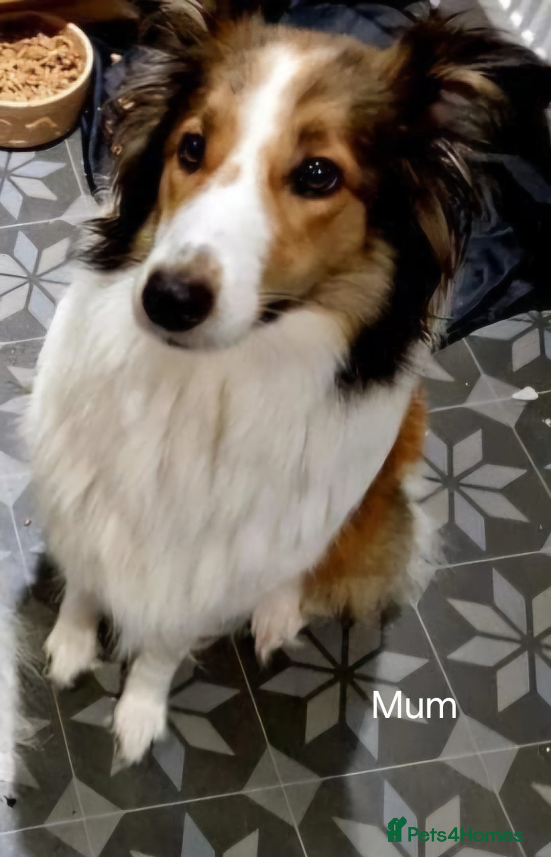 Mixed Breed dogs for sale: Beautiful three quarter Rough collie puppies  - Image 9