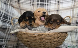 Miniature Dachshund dogs for sale: Longhair miniature Duchshund 🩵1boy 1girl left🩷 - Advert 35