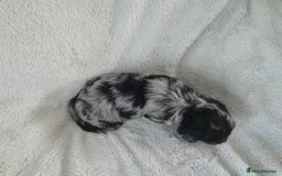 Schnoodle dogs for sale: 3 Stunning F2b Mearle Schnoodle Puppies - Image 15