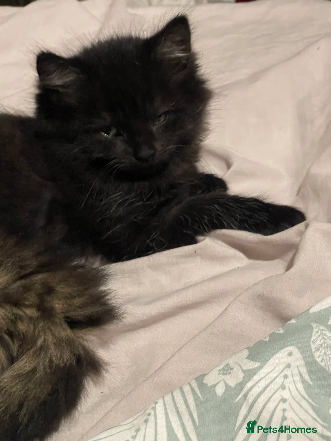 Mixed Breed cats for sale: Beautiful mixed kittens long and shorty hair - Advert 19