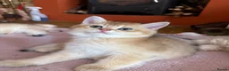 British Shorthair cats for sale: Ready Show quality golden chinchillas - Advert 16