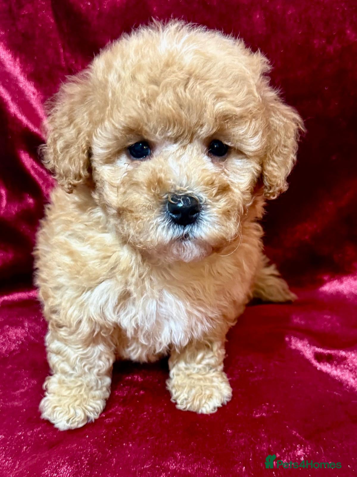 Maltipoo dogs READY TO LEAVE!! BEAUTIFUL LITTER OF F1B MALTIPOOS - Advert 4