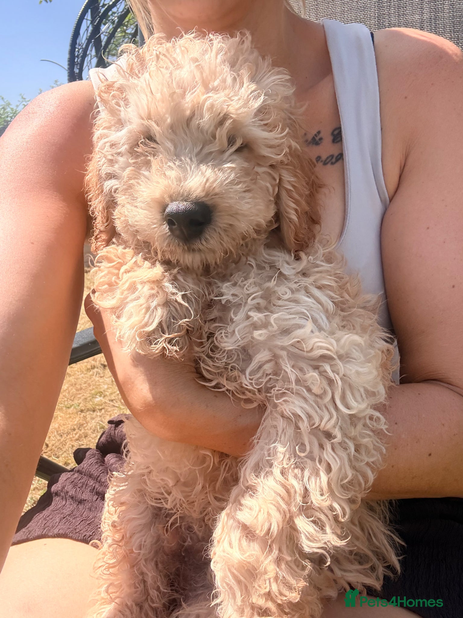Cockapoo dogs F1B cockapoo last boy  - Advert 8