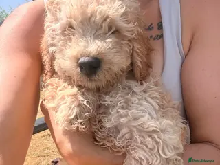 Cockapoo dogs F1B cockapoo last boy - Advert 8