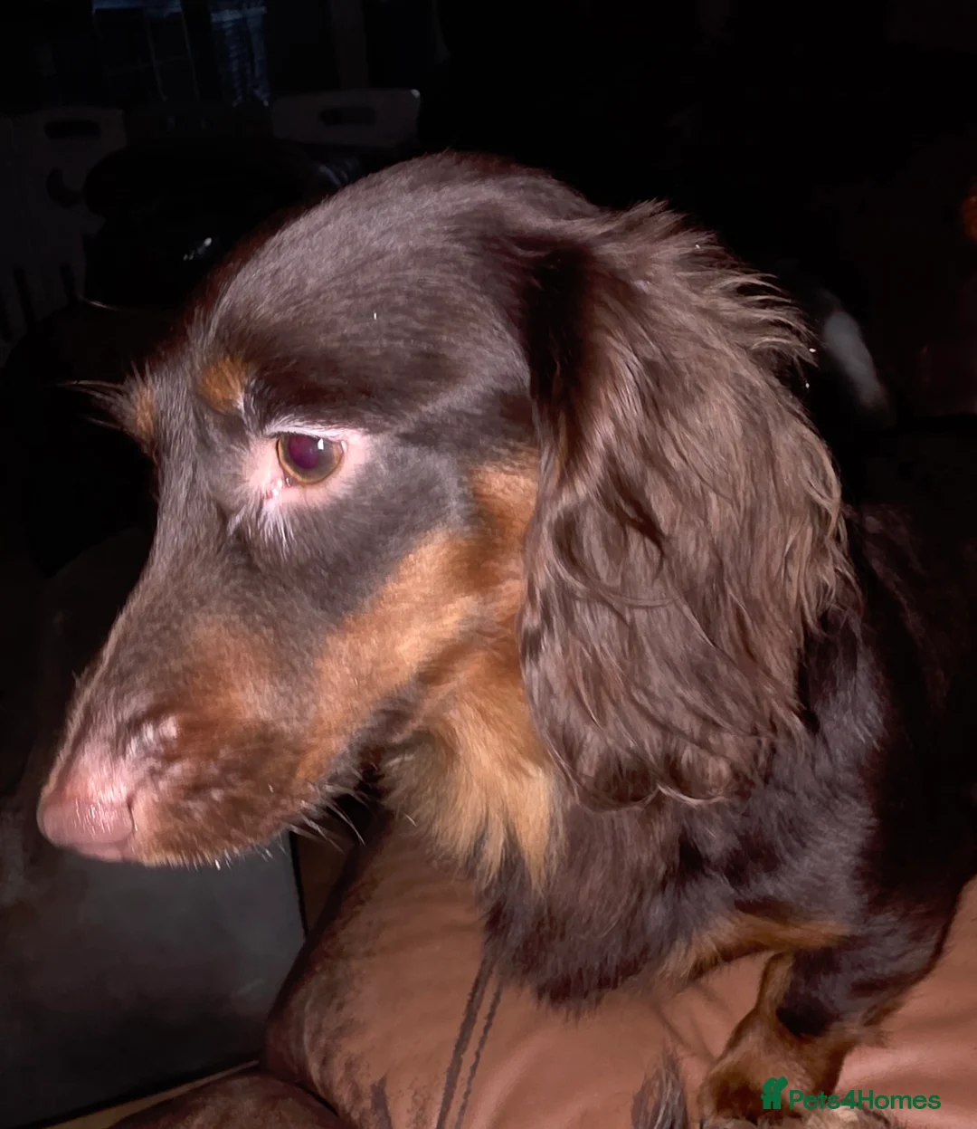 Miniature Dachshund dogs for sale: Long Haired Miniature Dachshund Puppies in Stoke-on-Trent - Advert 2