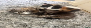 Mixed Breed 5