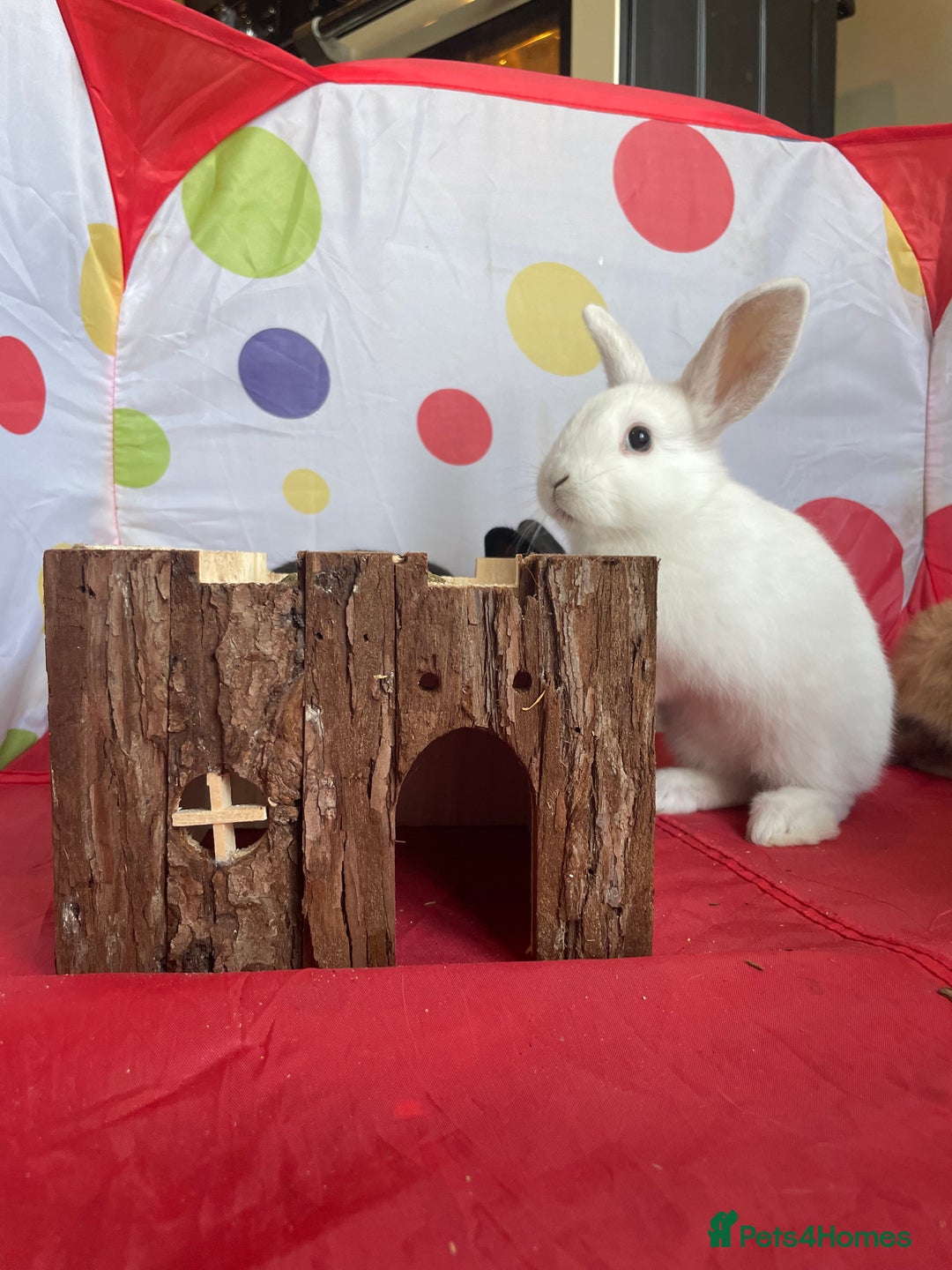 French Lop rabbits for sale: French lop mixed baby rabbits ready to go - Image 8