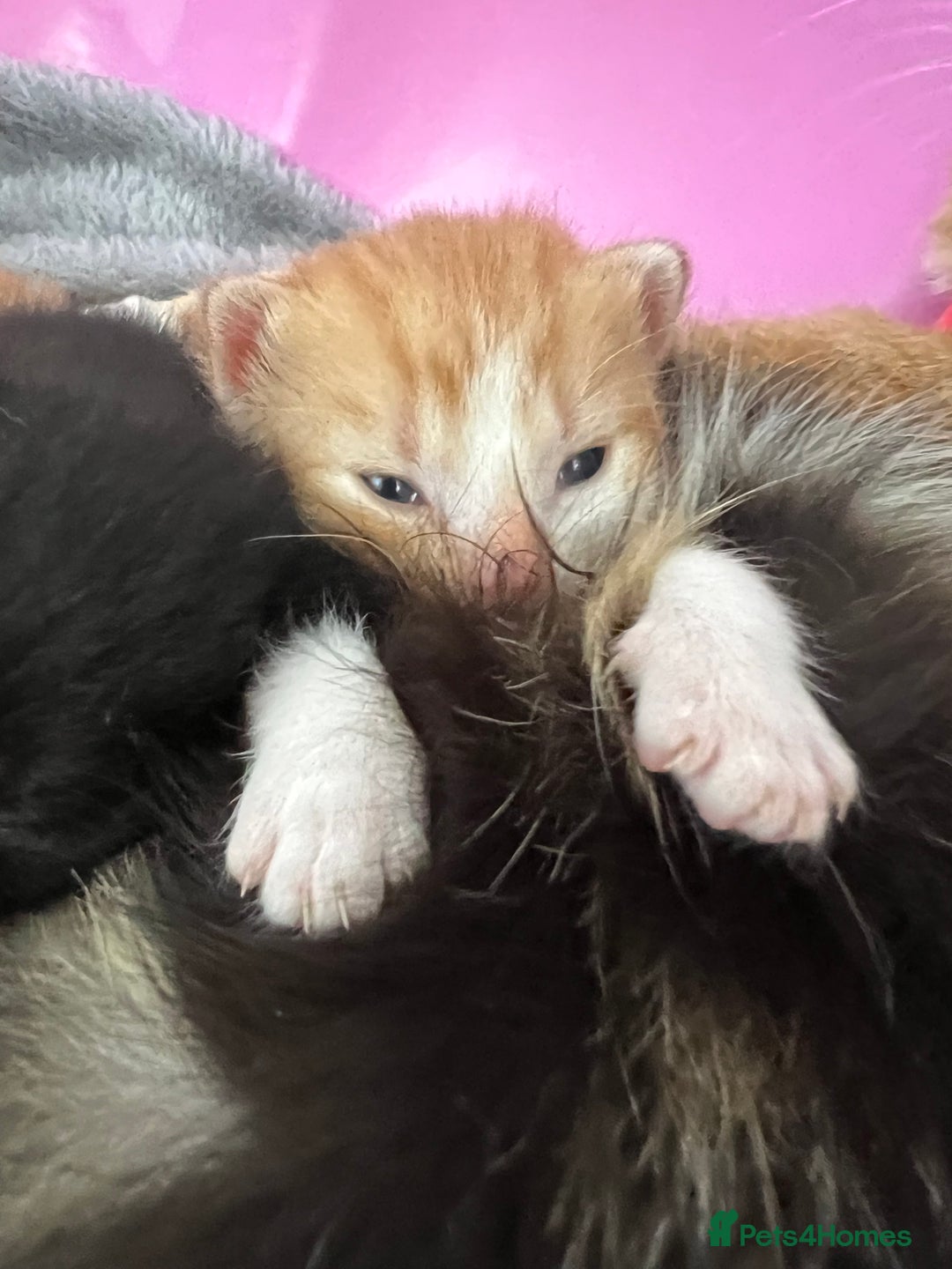 Mixed Breed cats for sale: 2 beautiful ginger male cats - Image 4