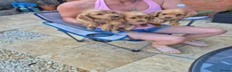 Cocker Spaniel dogs for sale: Cocker Spaniel puppies for sale  - Advert 3