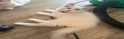Ragdoll cats for sale: Adorable Playful and Cuddly Pedigree Ragdolls! - Advert 8