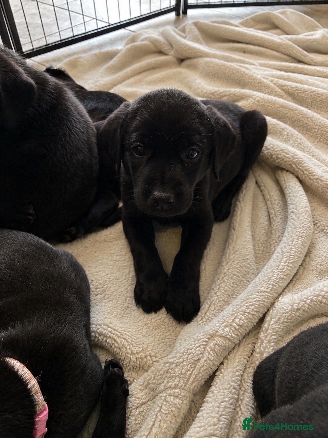 Labrador Retriever dogs Beautiful KC Black Labrador Puppies  - Advert 2