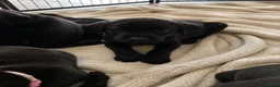 Labrador Retriever dogs for sale: Beautiful KC Black Labrador Puppies  - Advert 13