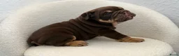 English Bulldog dogs for sale: Stunning English Bulldog Puppies 💖 - Advert 25