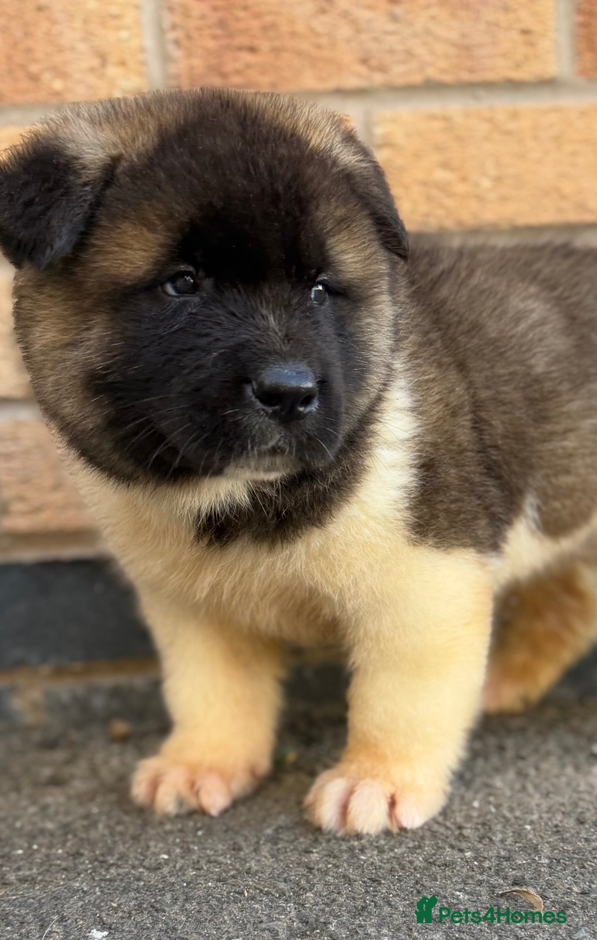 Akita dogs KC REGISTERED AKITA BEARS.  - Advert 9