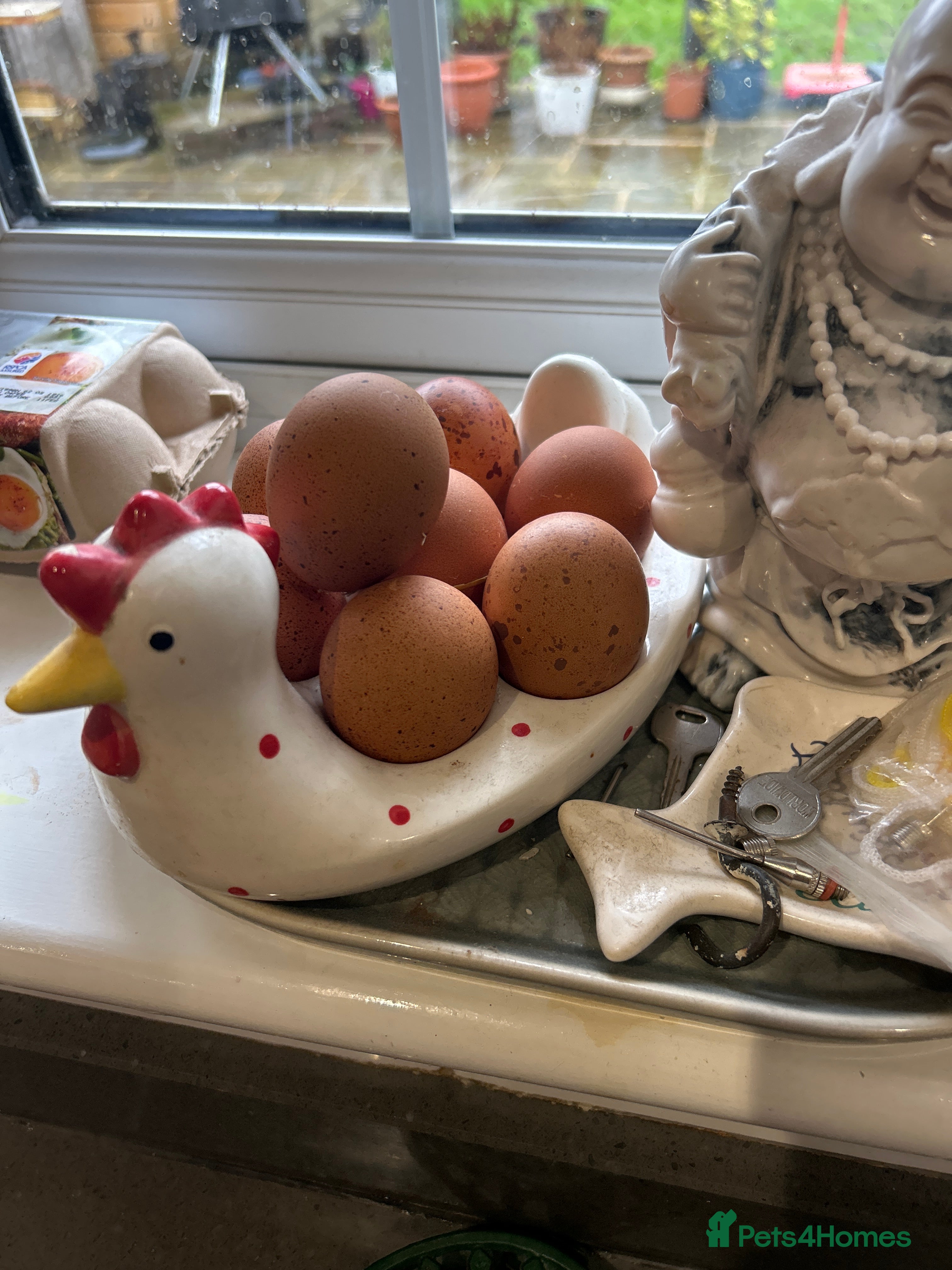 Chickens poultry Free due to moving .  - Advert 1