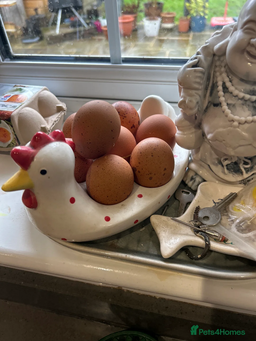 Chickens poultry for sale: Free due to moving .  - Advert 1