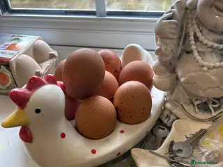 Chickens poultry Free due to moving . - Advert 1