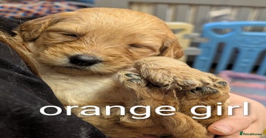 Goldendoodle dogs - Advert 2